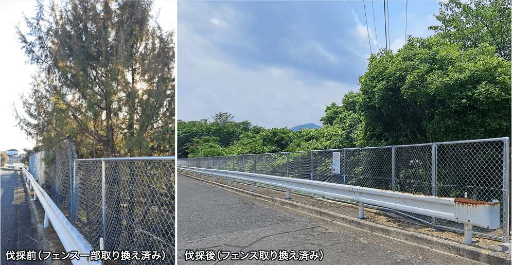 画像:伐採前(フェンス一部取り換え済み) 伐採後(フェンス取り換え済み)